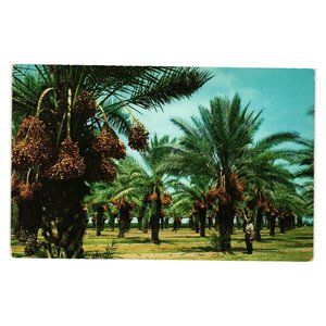 Vintage Postcard Date Grove Farmer Palm Trees Roadside Attraction Fruit Food